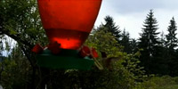 Get Back to Nature: Up Close with Hummingbirds